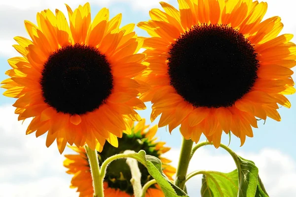 Sonnenblume —  Fotos de Stock