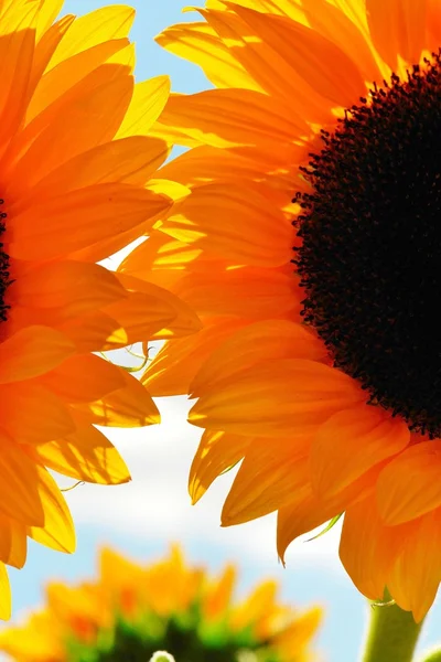 Sonnenblume
