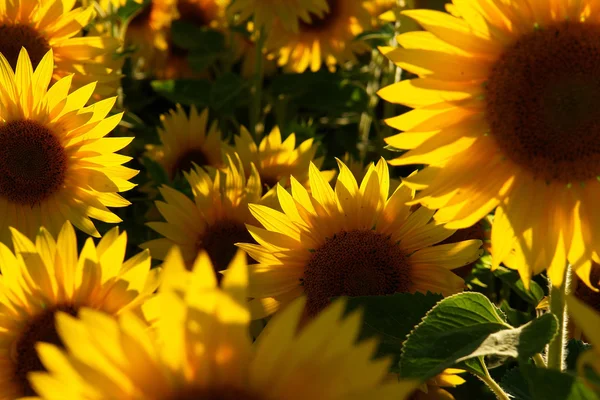 Sonnenblume
