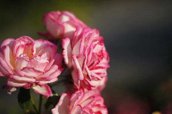 Rosen Im Garten — Stockfoto