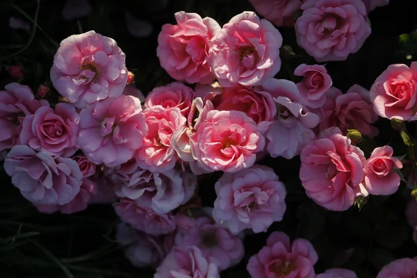 Rosen im Garten — Fotografia de Stock