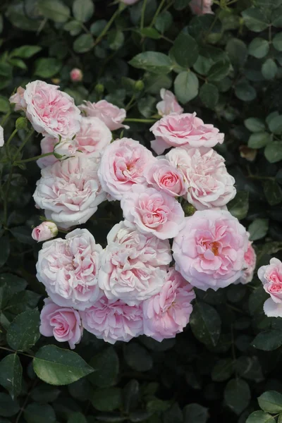 Rosen im Garten — Stock Fotó