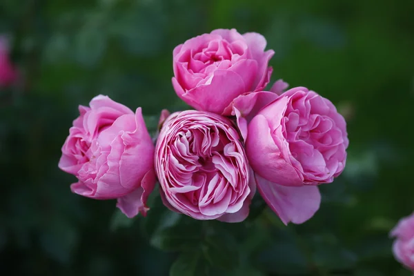 Rosen Im Garten — Stockfoto