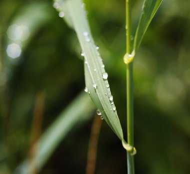 Wassertropfen