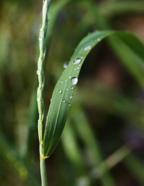 Wassertropfen