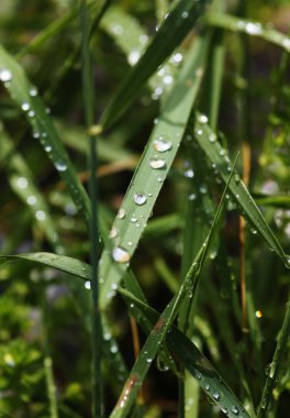 Wassertropfen