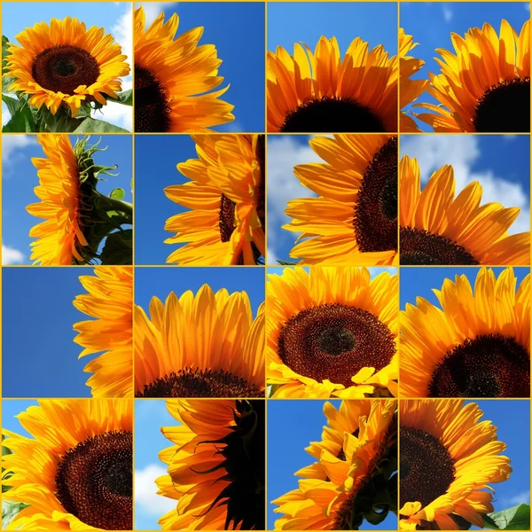 Sonnenblumen Im Garten