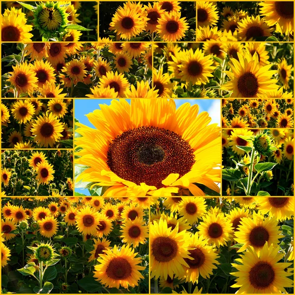 stock image Sonnenblumen im Garten