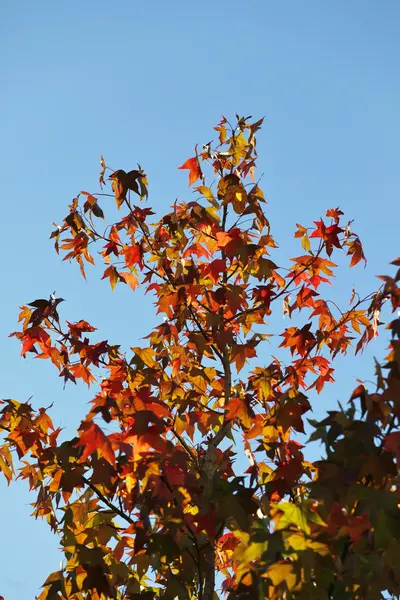 stock image Herbstzeit