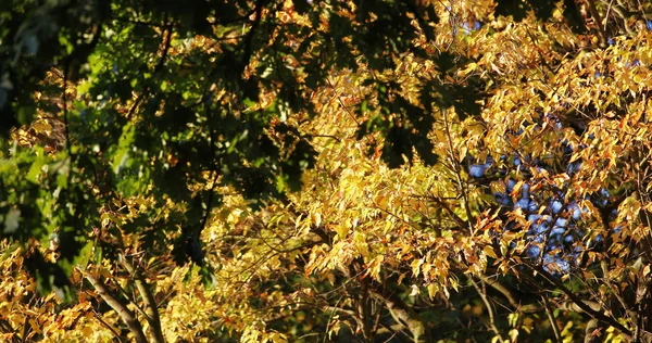 Herbstzeit — Fotografia de Stock