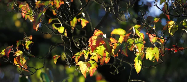 Herbstzeit — Fotografia de Stock