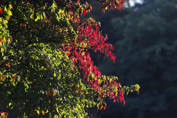 Herbstzeit — Fotografia de Stock