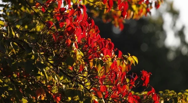 Herbstzeit — Stock Photo, Image