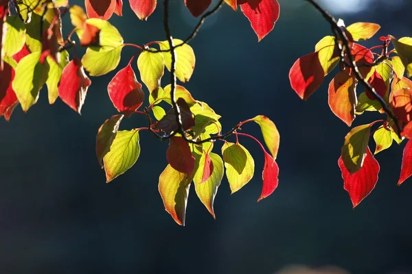 Herbstzeit. — Foto de Stock