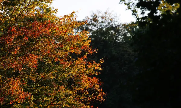 stock image Herbstzeit