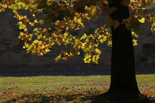 stock image Autumn