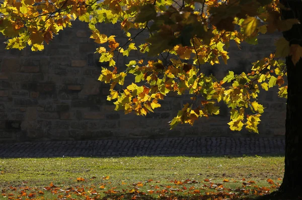 stock image Autumn