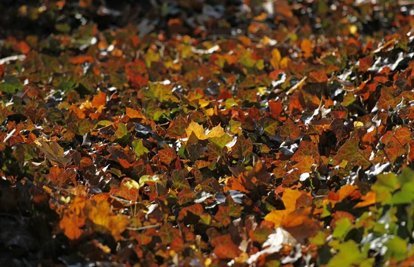 stock image Autumn