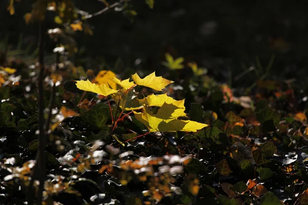 stock image Autumn