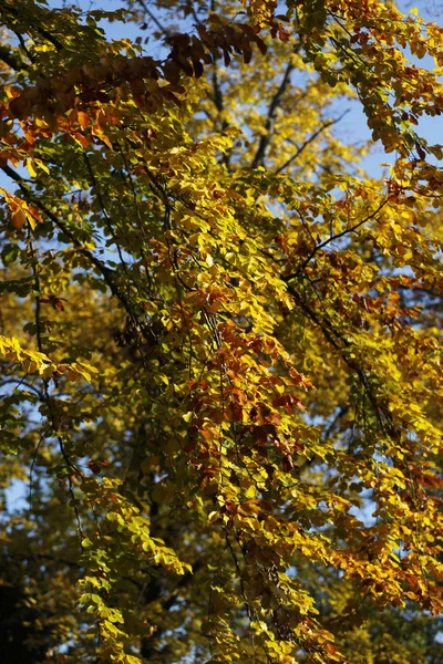 Stock image Autumn