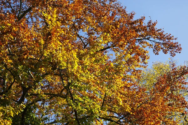 stock image Autumn