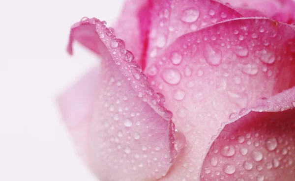 Belle rose — Photo