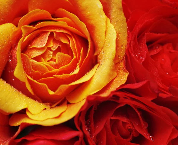 Hermosa rosa —  Fotos de Stock