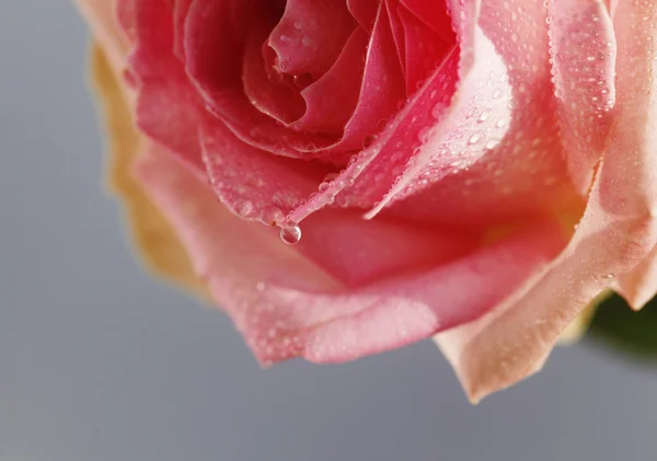 Красива троянда — стокове фото