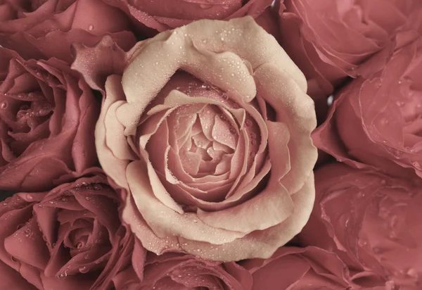 Vacker ros Royaltyfria Stockfoton