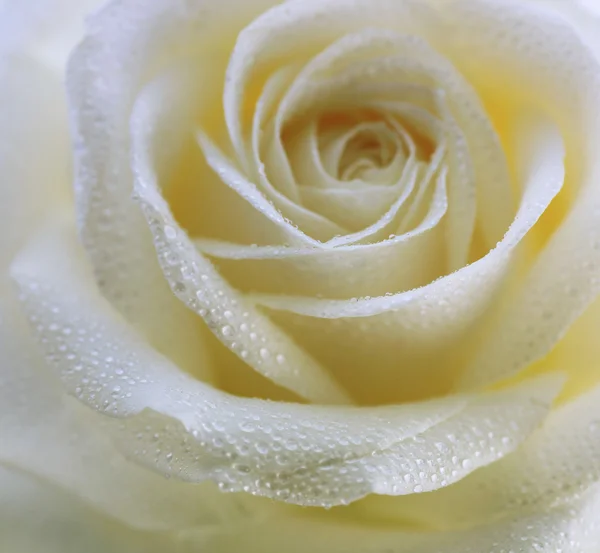 Gyönyörű rózsa Stock Kép
