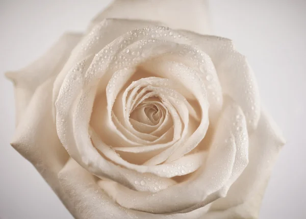 Красивая роза Лицензионные Стоковые Изображения