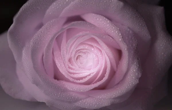 Красивая роза Стоковое Фото
