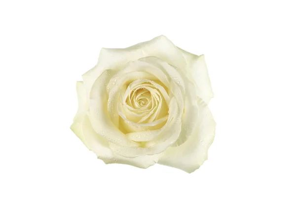 Красивая роза Стоковое Изображение