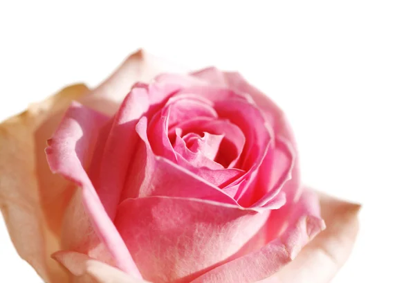 Gyönyörű rózsa — Stock Fotó