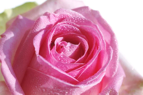 Красивая роза — стоковое фото