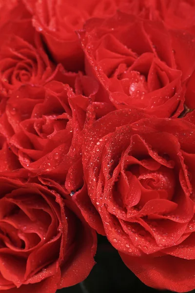 아름다운 장미 — 스톡 사진
