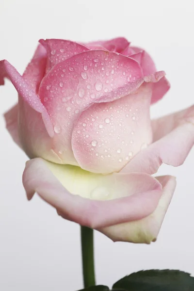 아름다운 장미 — 스톡 사진