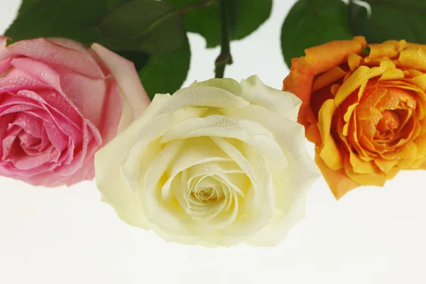 Красива троянда Стокове Фото