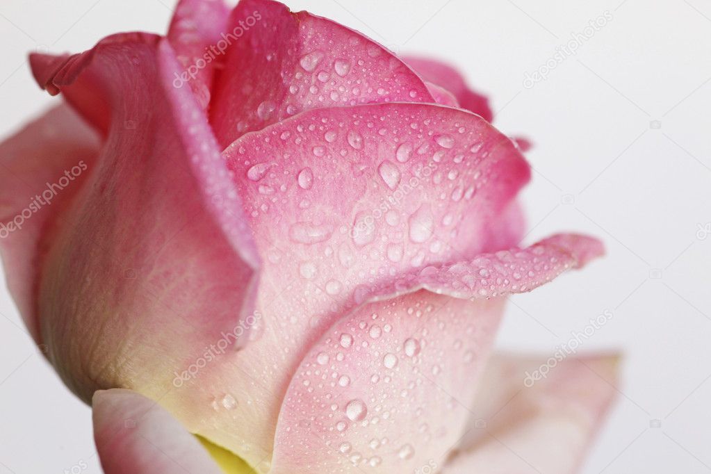 Beautiful rose