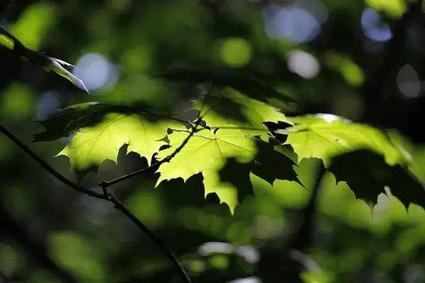 stock image Autumn in the park