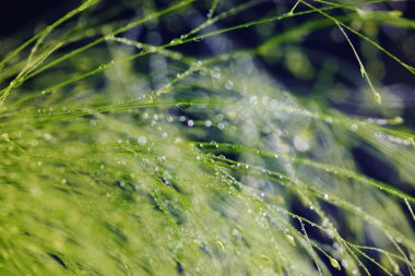 Plants with waterdrops