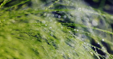 Plants with waterdrops