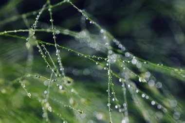 Plants with waterdrops