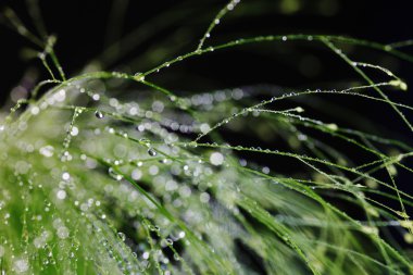 Plants with waterdrops