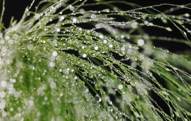 Plants with waterdrops