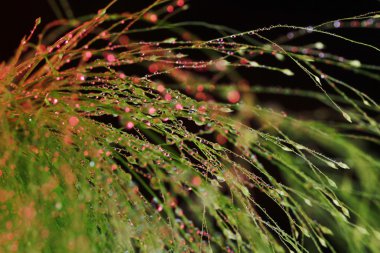 Plants with waterdrops