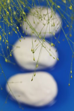 Plants with waterdrops