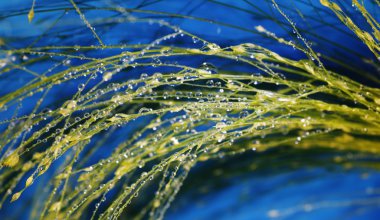 Plants with waterdrops