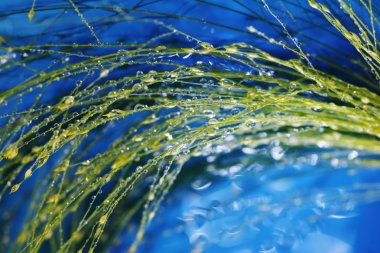 Plants with waterdrops