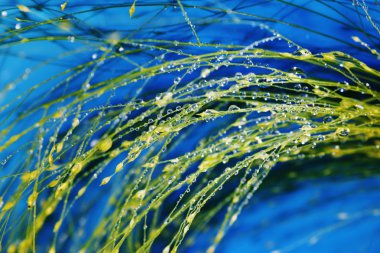 Plants with waterdrops